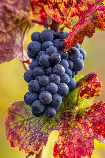 Haney, Chuck 아티스트의 Mature pinot noir grapes on the vine at Yamhill Valley Vineyards near McMinnville-Oregon-USA작품입니다.